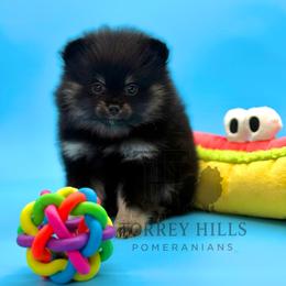 Melody - Black and tan female Pomeranian puppy in Redlands, California from Torrey Hills Poms