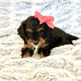 Go-Go - Tri-color female Cavapoo puppy in Provo, Utah from Hales Wagging Tails