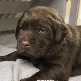 Trouble - Chocolate male Labrador Retriever puppy in Camden, Indiana from Camden's Caring Canines