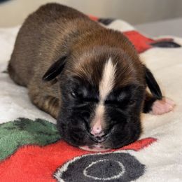 Bowie - Fawn male Boxer puppy in Cicero, New York from MK Boxer Haven of CNY