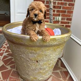 Navy blue boy - Apricot male Goldendoodle puppy in Mint Hill, North Carolina from DoodleForever