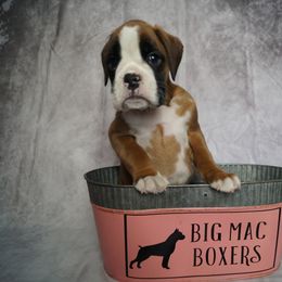 Boxer Puppies from Big Mac Boxers