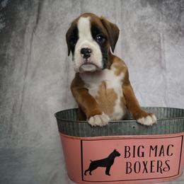 Boxer Puppies from Big Mac Boxers