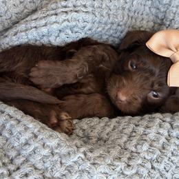 A-Chocolate Girl - Chocolate female Goldendoodle puppy in Lewisville, Texas from Texas Goldendoodle Lovers