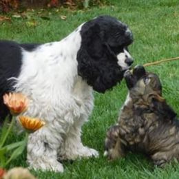 Cocker Spaniel Puppies from Doc's Cockers