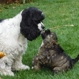 Cocker Spaniel Puppies from Doc's Cockers