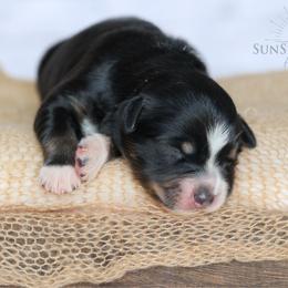 Boy 2 - Black tri-color male Australian Shepherd puppy in Athens, Alabama from SunSet Ranch Aussies