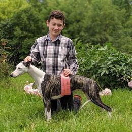 Pearl - Whippet