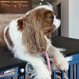 Cosette - Cavalier King Charles Spaniel