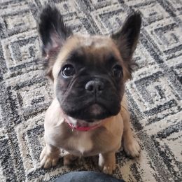 Girl 1 - Fawn French Bulldog puppy in Syracuse, New York from Shady River Frenchies