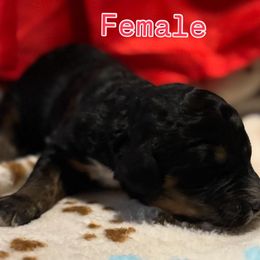 Bernedoodle Puppies from Goldhaly Peach Doodles