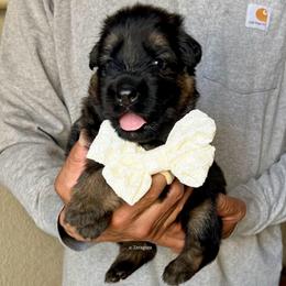 White collar girl - Black and red female German Shepherd puppy in Stockton, California from Zaragoza German Shepherds