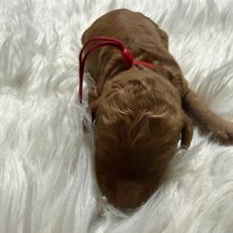 Atlas - Red  male Goldendoodle puppy in Arlington, Texas from Chambers Doodle Patch