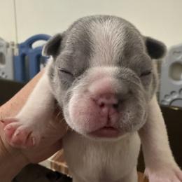 Jingle - Blue male French Bulldog puppy in Lakeland, Florida from Fur Love And Puppies