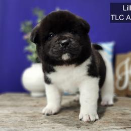 Lily - Black female Akita puppy in Chillicothe, Missouri from TLC Akitas