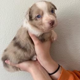 Bailey - Red merle female Australian Shepherd puppy in Weeki Wachee, Florida from Ace of Spades Australian Shepherds