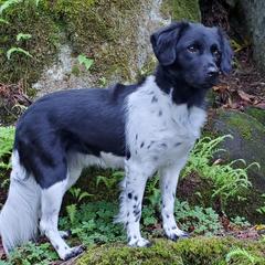 Stabyhouns from Cascata Del Pacifico Kennel