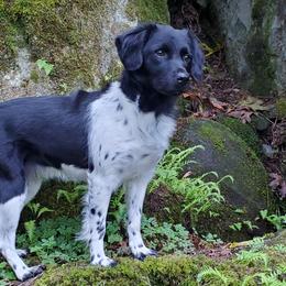 Stabyhouns from Cascata Del Pacifico Kennel