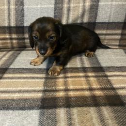 Michael - No White - Sable male Dachshund puppy in Bakersfield, California from Open Hourglass LLC