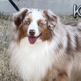 Kritter - Miniature Australian Shepherd