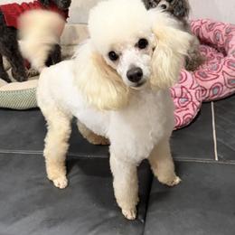 Rowdy - White male Poodle puppy in Birmingham, Alabama from Stormborn