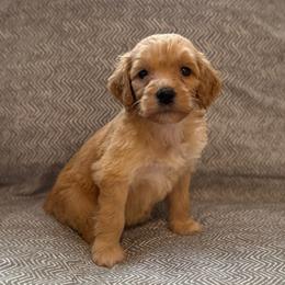Minnie - Cream female Goldendoodle puppy in Fayetteville, Arkansas from Mountain Grove Doodles