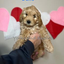Goldendoodle Puppies from Yorks and doodles
