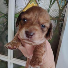Boy 4 - Red male Dachshund puppy in Clayton, Indiana from Love Struck Miniature Dachshunds