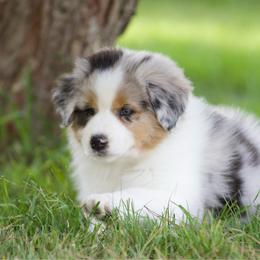 Bmf - Blue merle female Australian Shepherd puppy in Stephenville, Texas from Diamond H Aussies