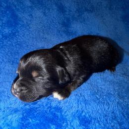 Curtis - Black tri male Miniature American Shepherd puppy in Godley, Texas from Bradley Kennels
