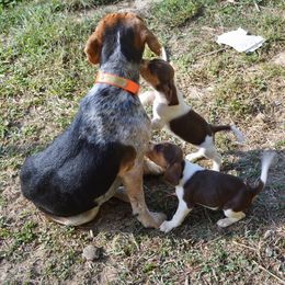 Beagle, Jack Russell Terrier, and Russell Terrier Puppies from Mountain Top
