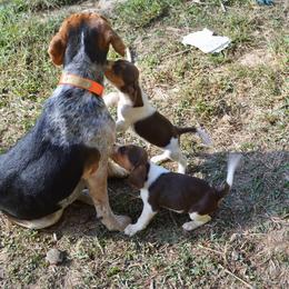 Beagle, Jack Russell Terrier, and Russell Terrier Puppies from Mountain Top