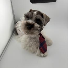 Yoda - Parti male Miniature Schnauzer puppy in St. Cloud, Florida from Kokis’ Paws Legacy
