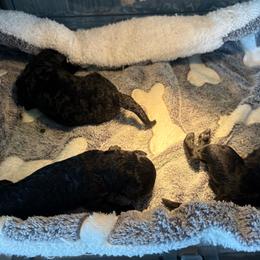 Girl 2 - female Croatian Sheepdog puppy in Smith Center, Kansas from Wilsong Kennel