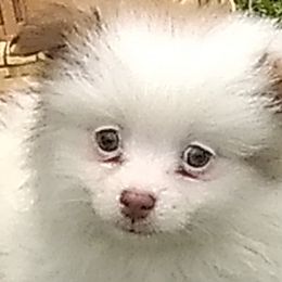 Pomeranians from Sparta Poms