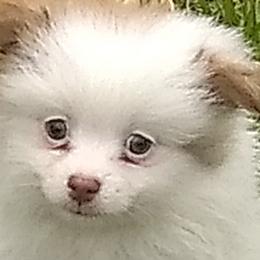 Pomeranians from Sparta Poms