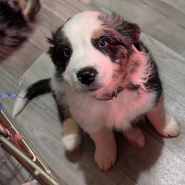 Australian Shepherd Puppies from Blosenski Aussies