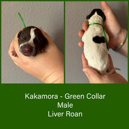 Kakamora - Liver roan male German Shorthaired Pointer puppy in Marshfield, Missouri from Pebblebrook German Shorthaired Pointers