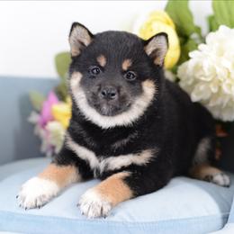 Anna -FULL AKC REGISTRATION- - Black and tan female Shiba Inu puppy in Neosho, Missouri from Kenny Cave K9s