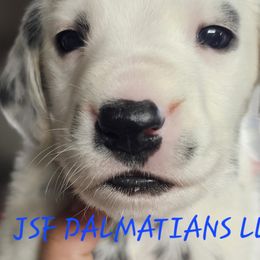 Max - White and black Dalmatian puppy in Conrath, Wisconsin from JSF Dalmatians LLC