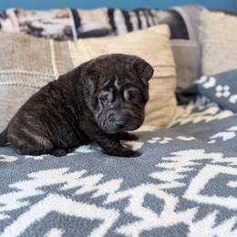 Metal head - Black male Chinese Shar-Pei puppy in Lehigh Acres, Florida from Florida Wrinkles