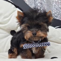 Henry TEACUP - Black and tan male Yorkshire Terrier puppy in Monticello, Iowa from Ashley’s Puppies
