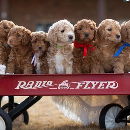 Goldendoodles from It's a Goldendoodle Thing