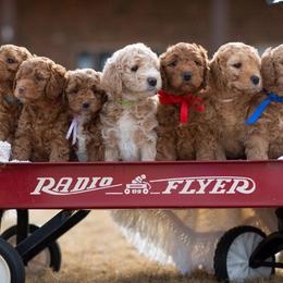 Goldendoodles from It's a Goldendoodle Thing