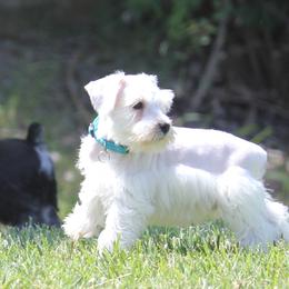 Miniature Schnauzer Puppies from Rose Lane Schnauzers