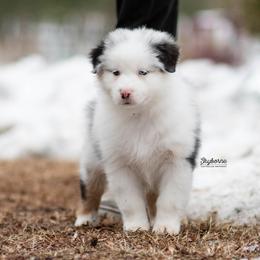 Merryweather - Blue merle female Australian Shepherd puppy in Woodford, Virginia from Skyborne Australian Shepherds