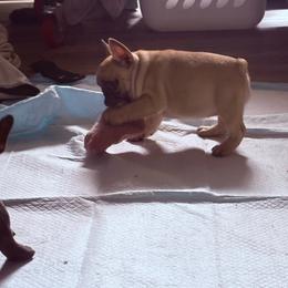 Brie - Fawn female French Bulldog puppy in Alabama from Rathbone Bulldogs