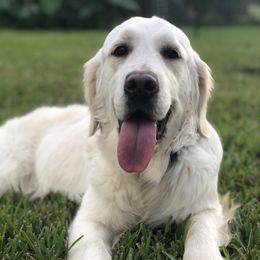 Penny - Golden Retriever
