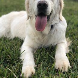 Penny - Golden Retriever