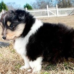 Shetland Sheepdogs from Vankrol Shelties